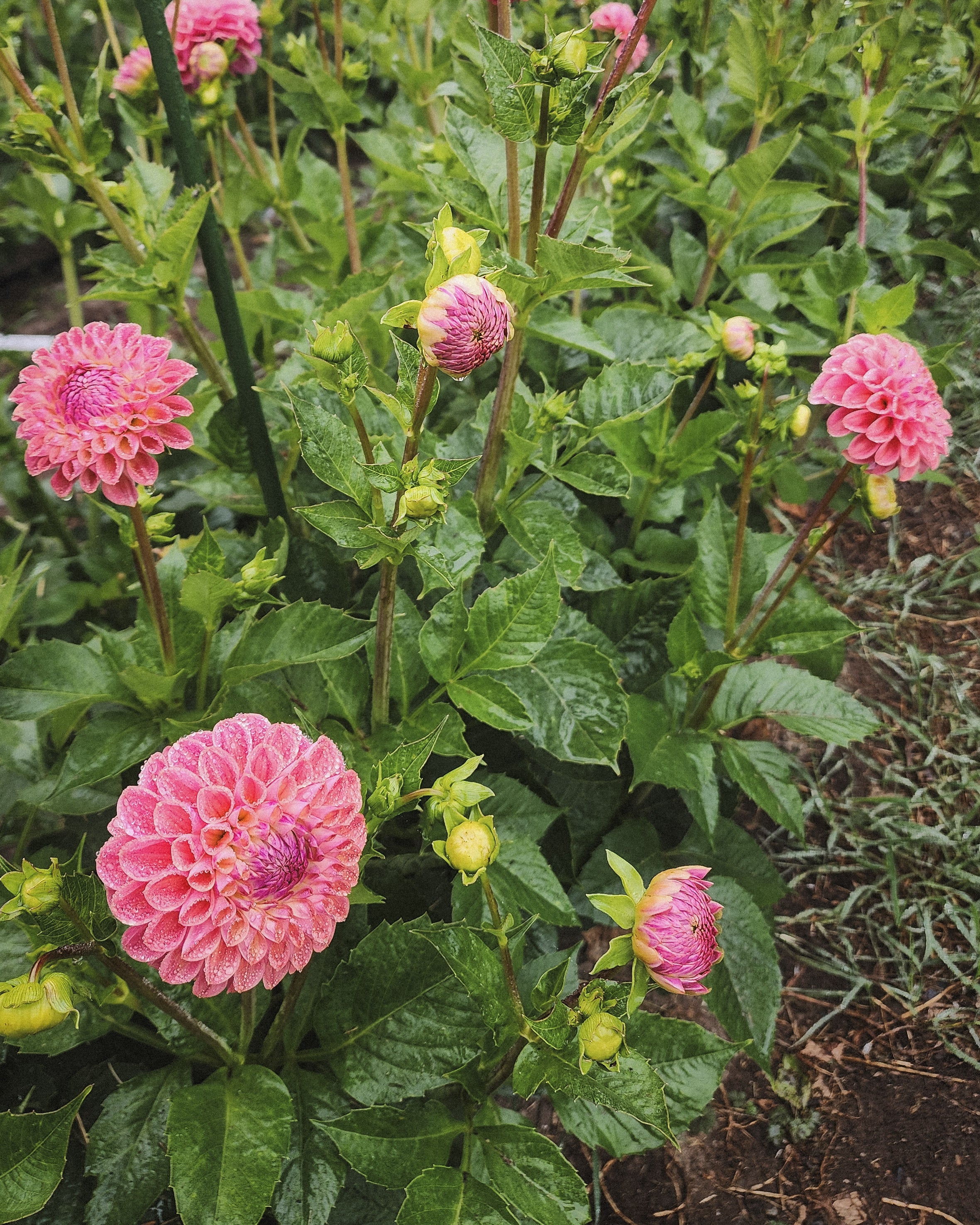 Coseytown Babycakes Dahlia Tuber