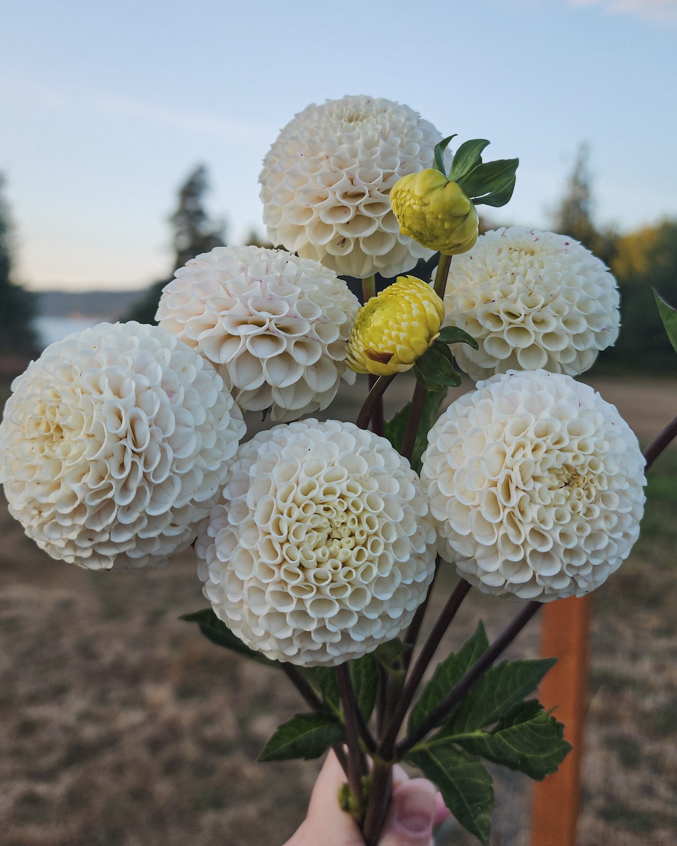 Small World Dahlia Tuber