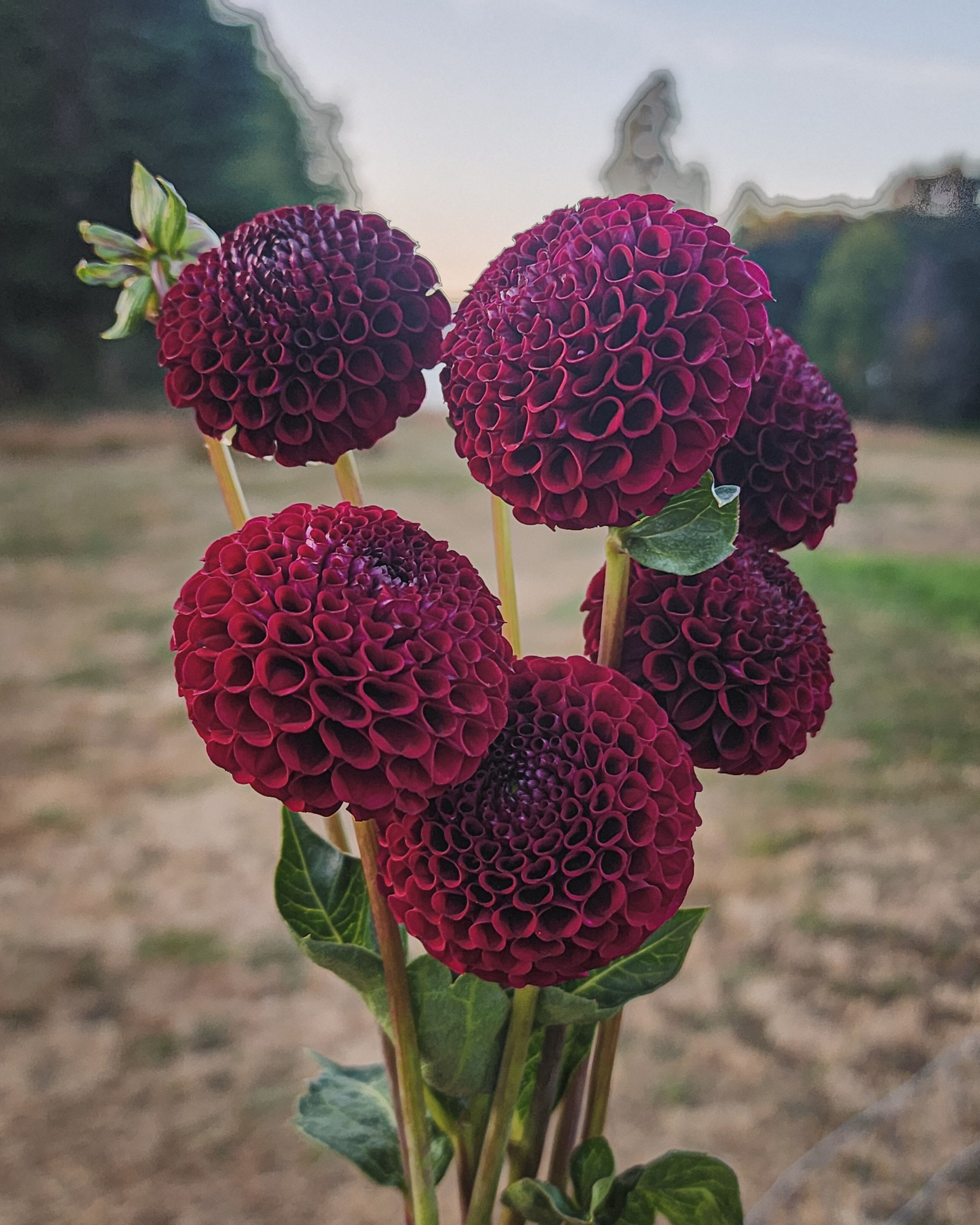 Chimacum Troy Dahlia Tuber