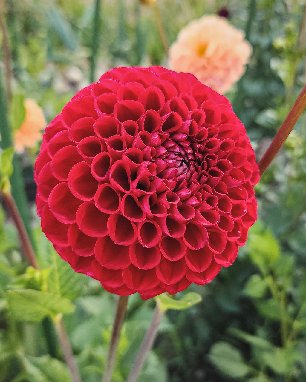Cornel Dahlia Tuber
