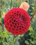 Cornel Dahlia Tuber