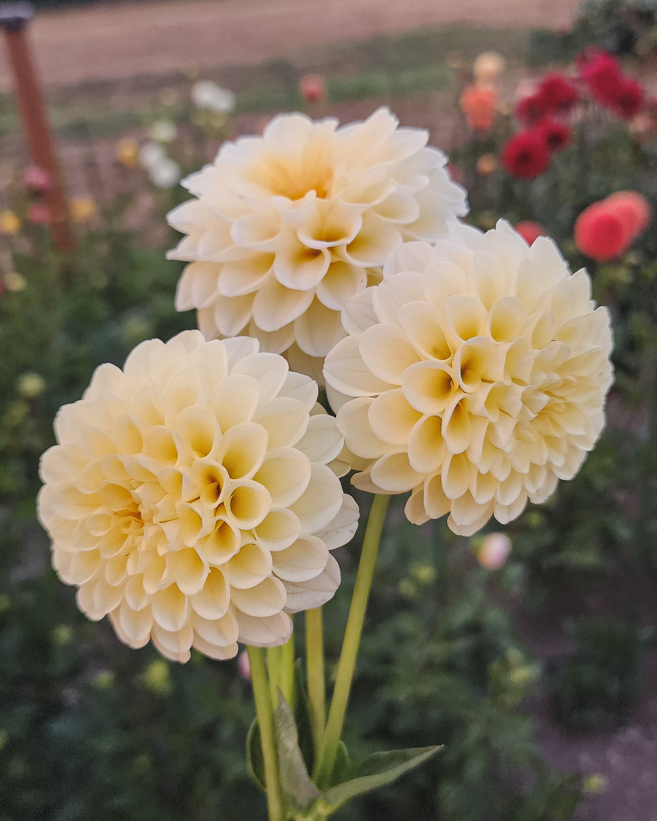 Creamy Dahlia Tuber
