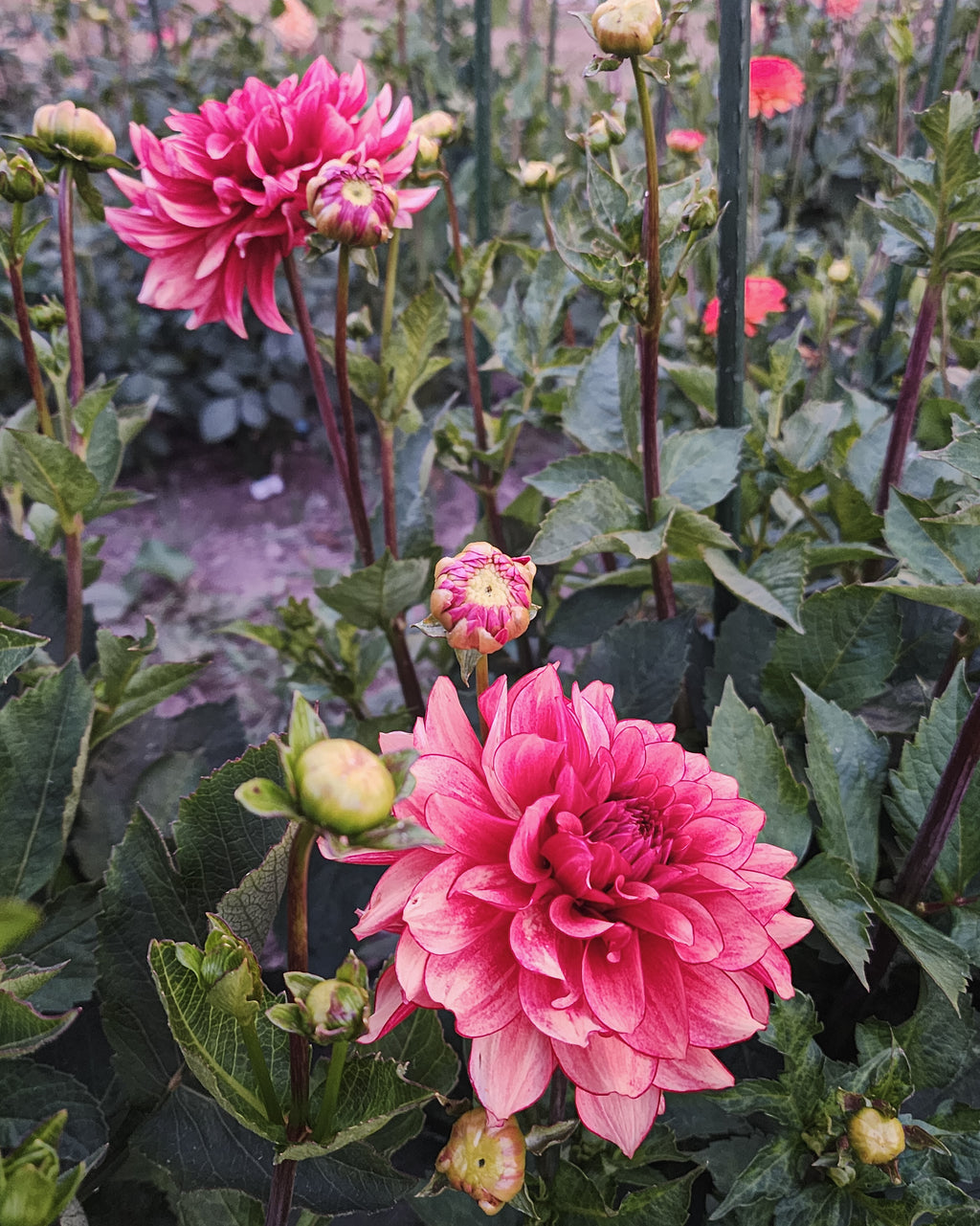 N-Force Dahlia Tuber