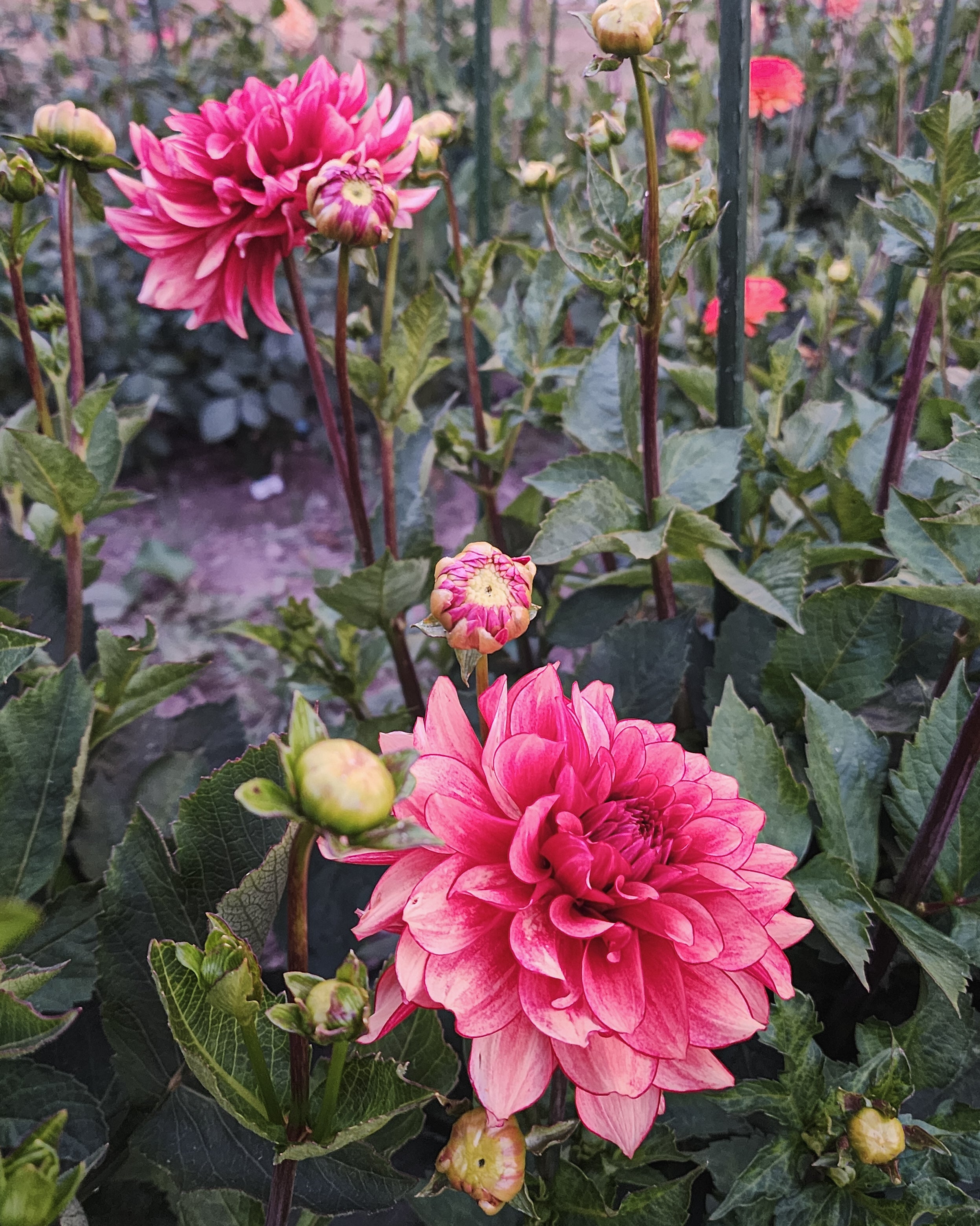 N-Force Dahlia Tuber