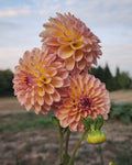 Coseytown Gale Dahlia Tuber