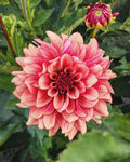 N-Force Dahlia Tuber
