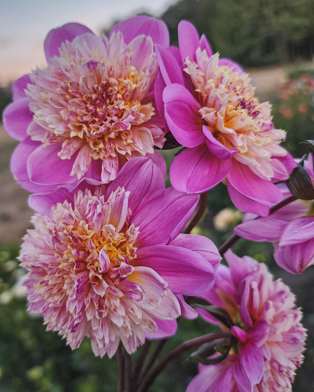 Take Off Dahlia Tuber