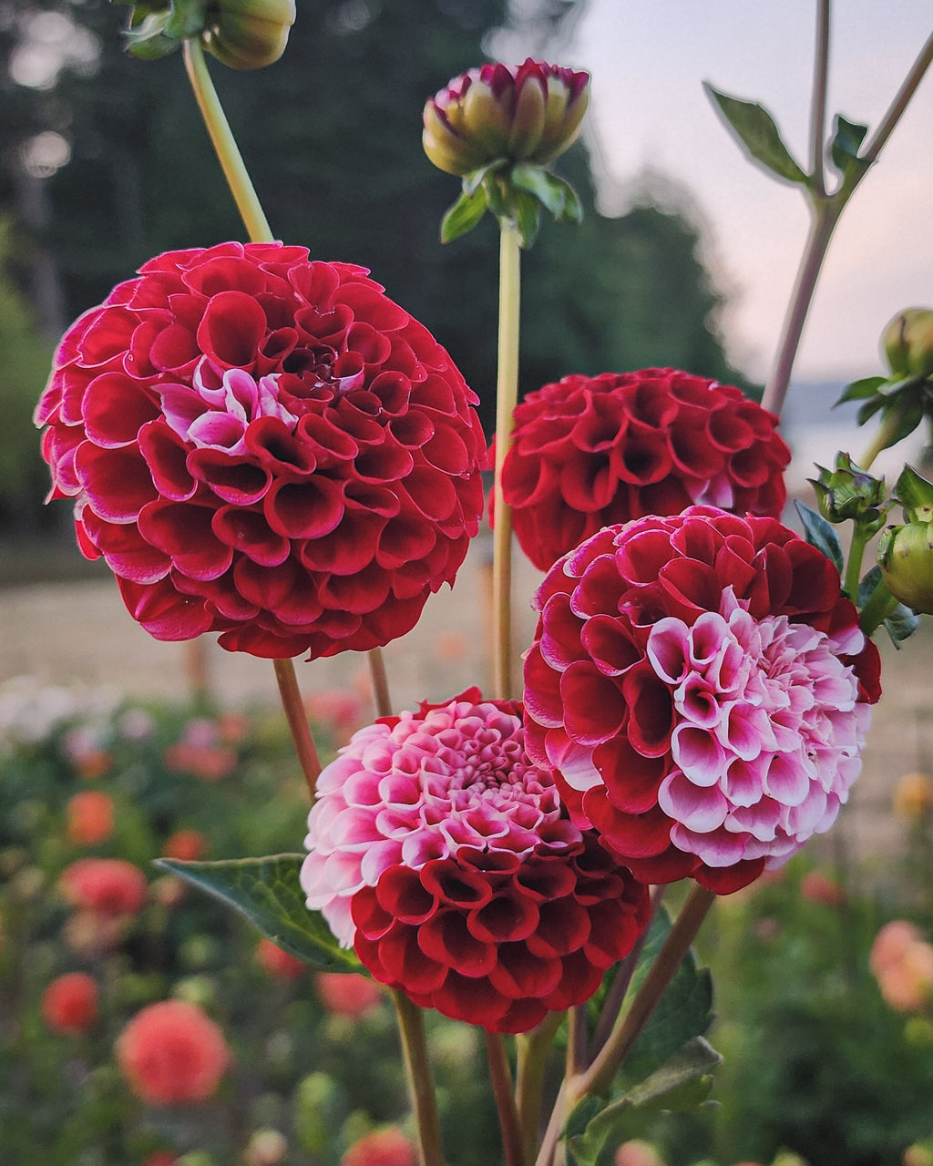 Chick A Dee Dahlia Tuber