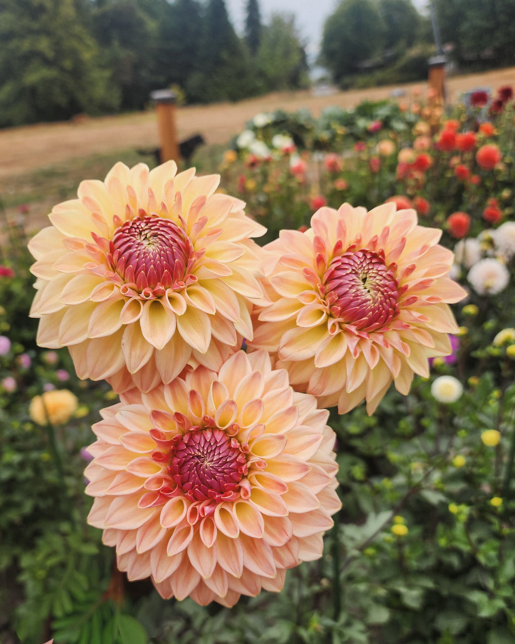 Bloomquist Alan Dahlia Tuber