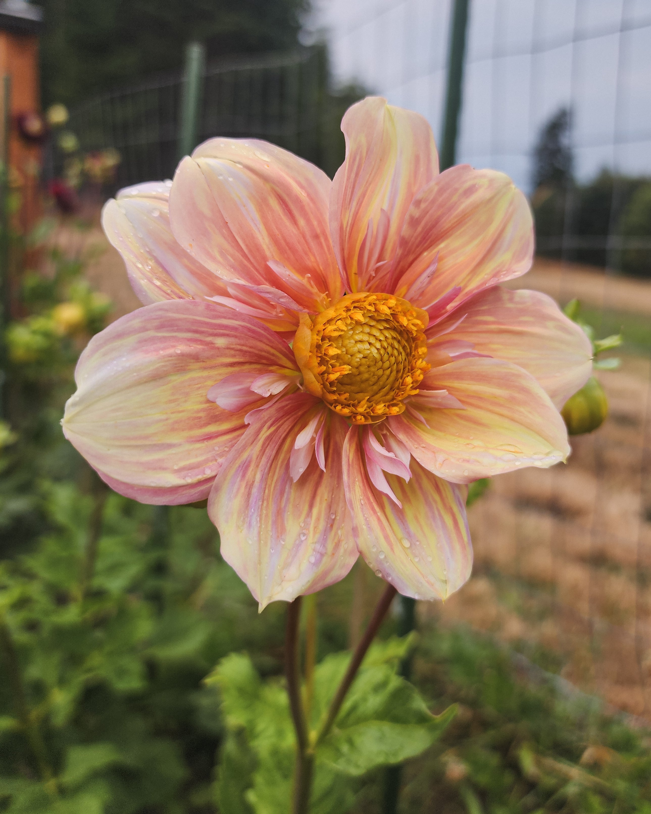 Appleblossom Dahlia Tuber