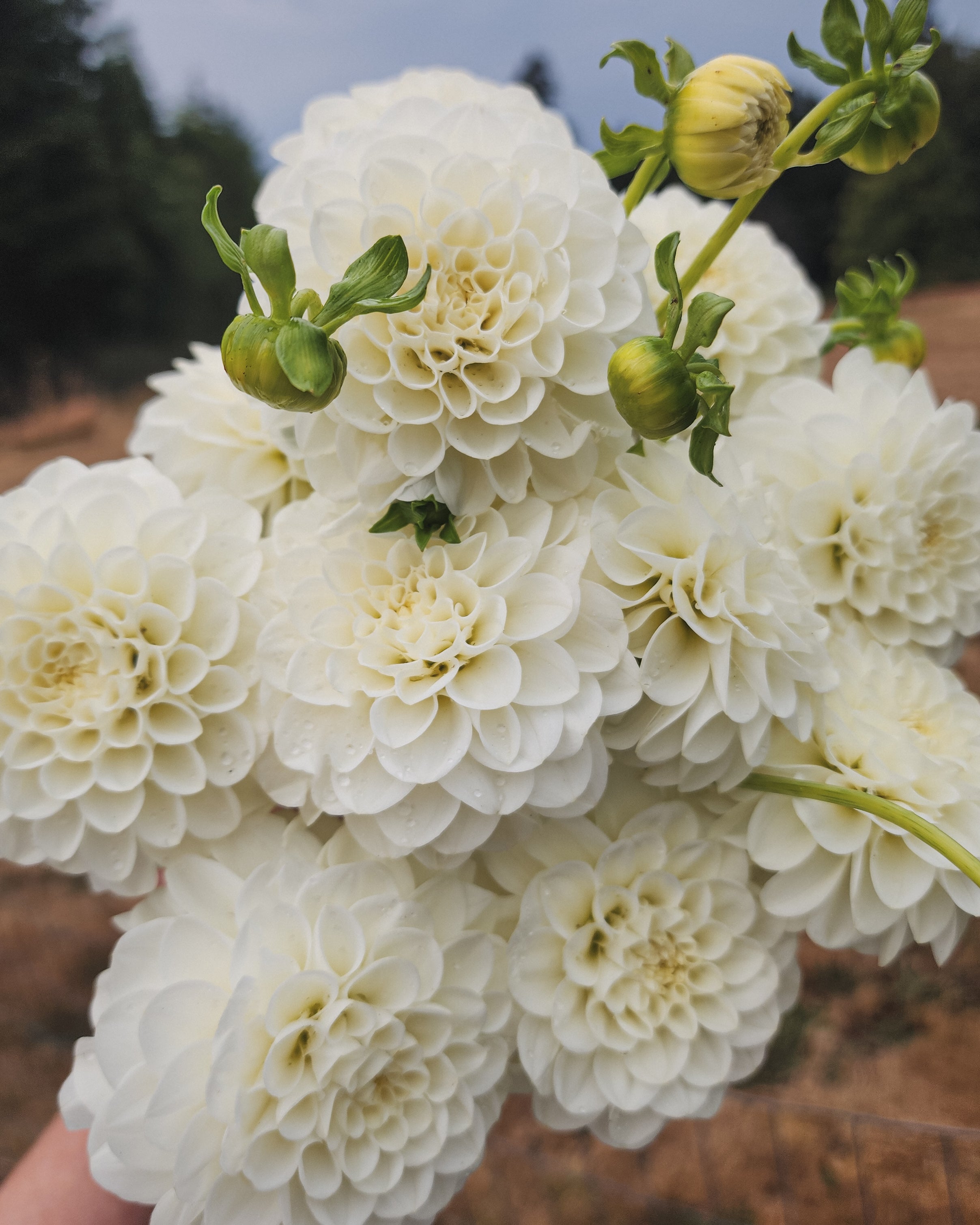 Orsett Beauty Dahlia Tuber