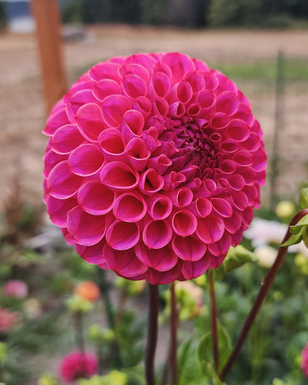 Caitlin's Joy Dahlia Tuber