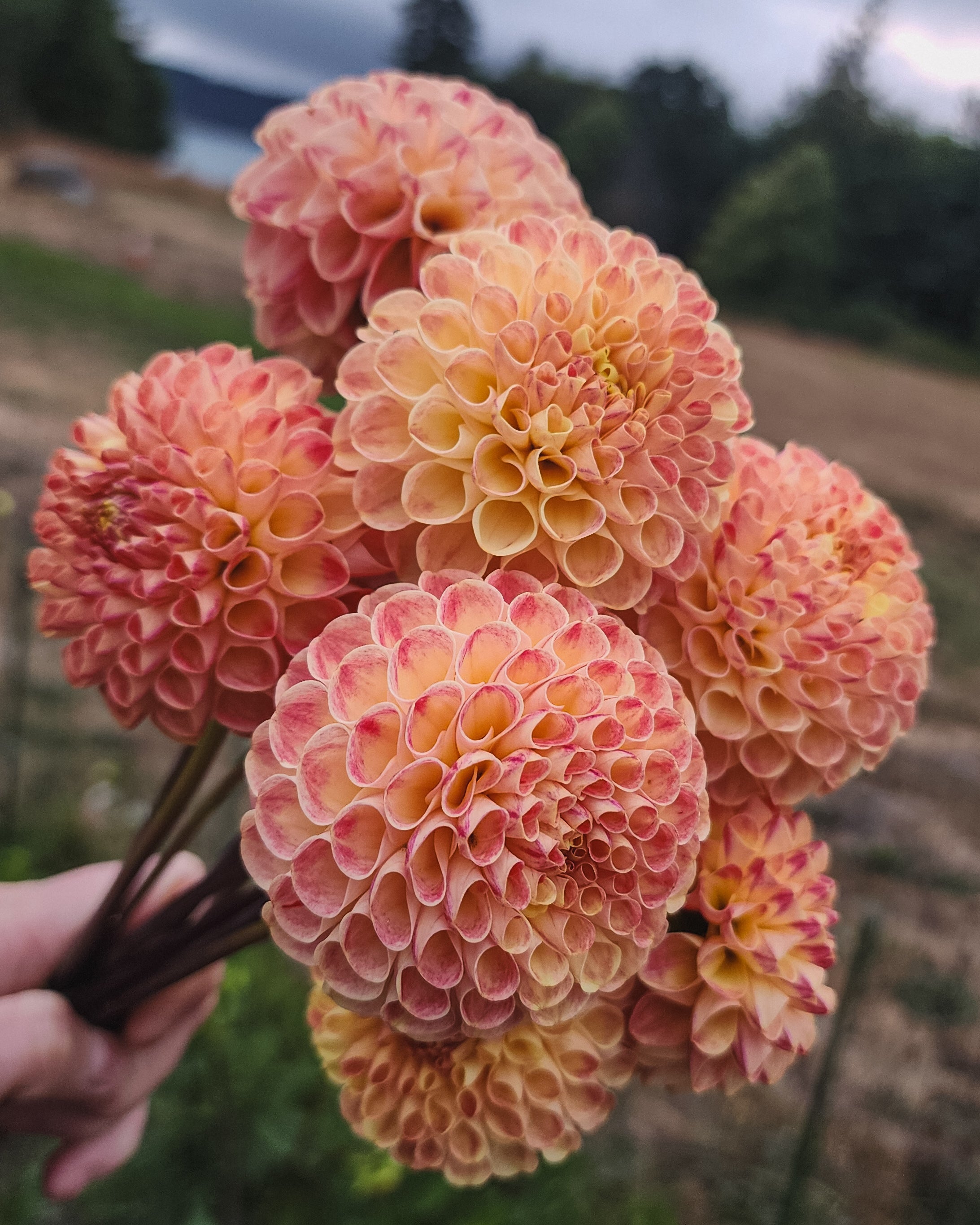 Newaukum Frank Dahlia Tuber