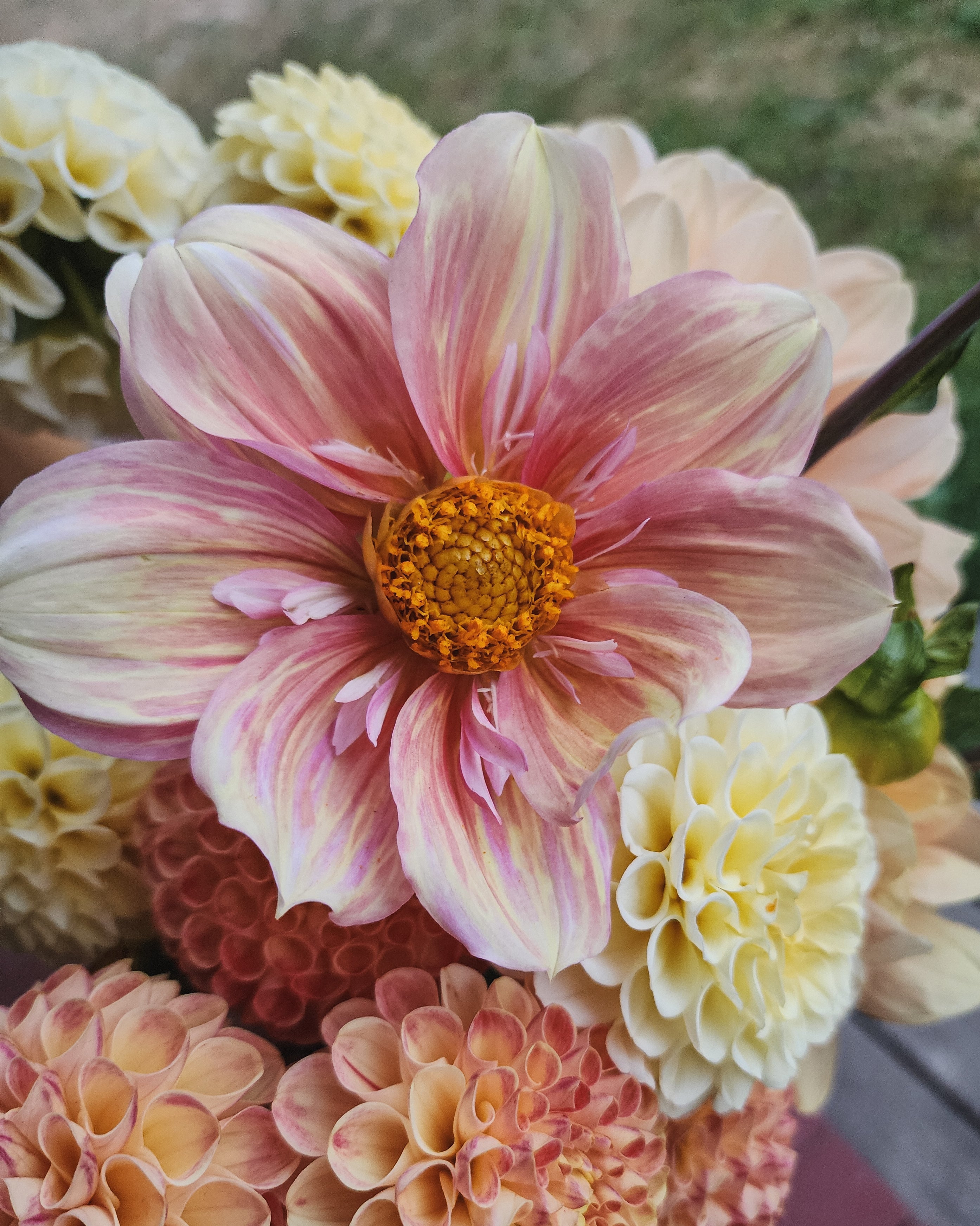 Appleblossom Dahlia Tuber