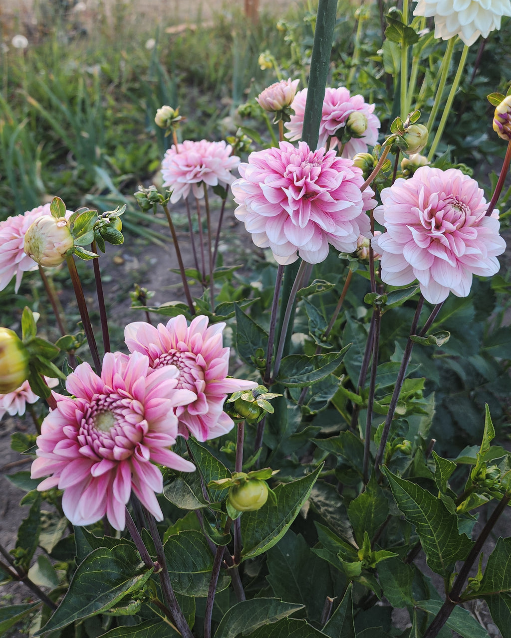Strawberry Cream Dahlia Tuber