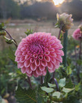 Bracken Rose Dahlia Tuber