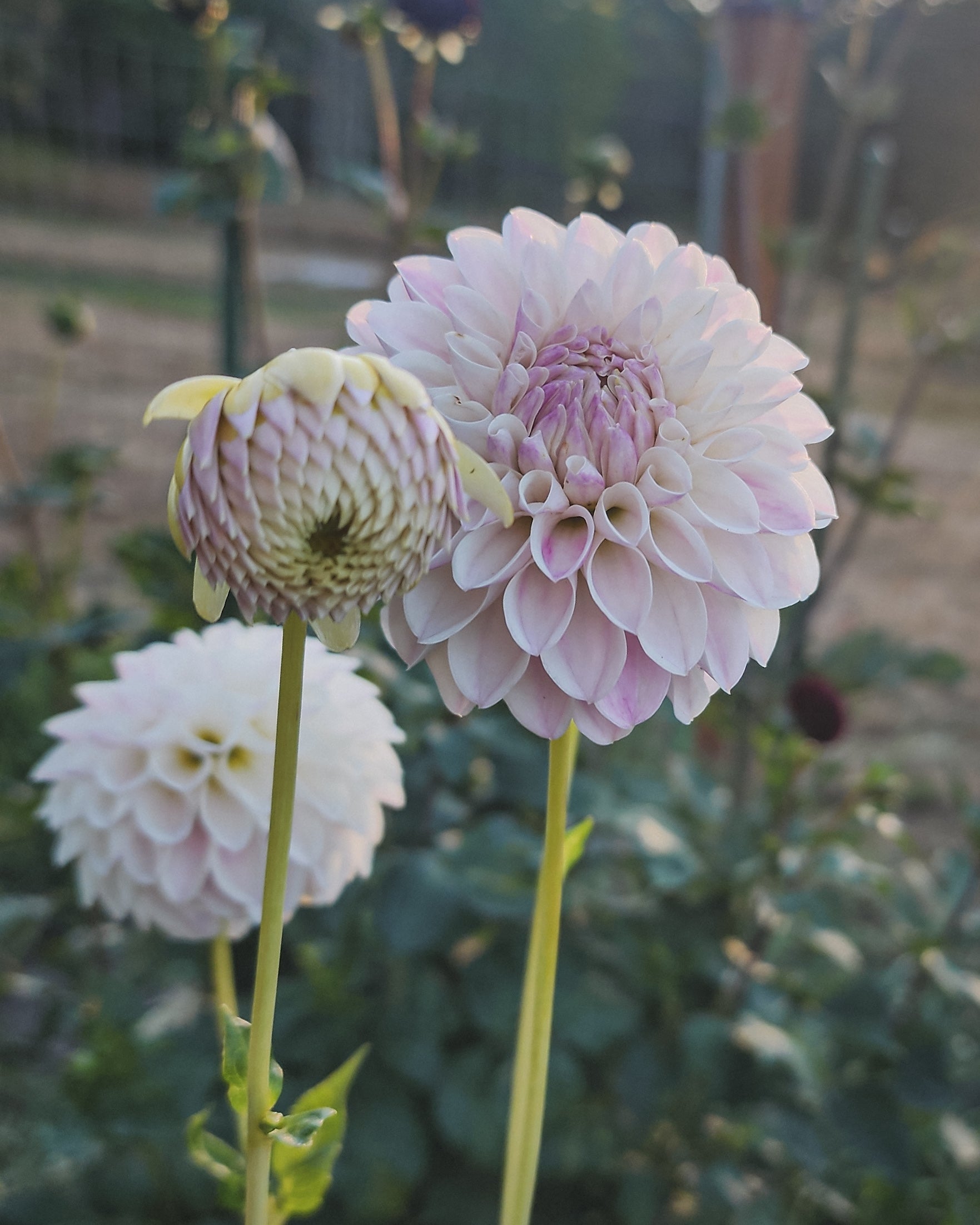 Tahoma Kelli Dahlia Tuber