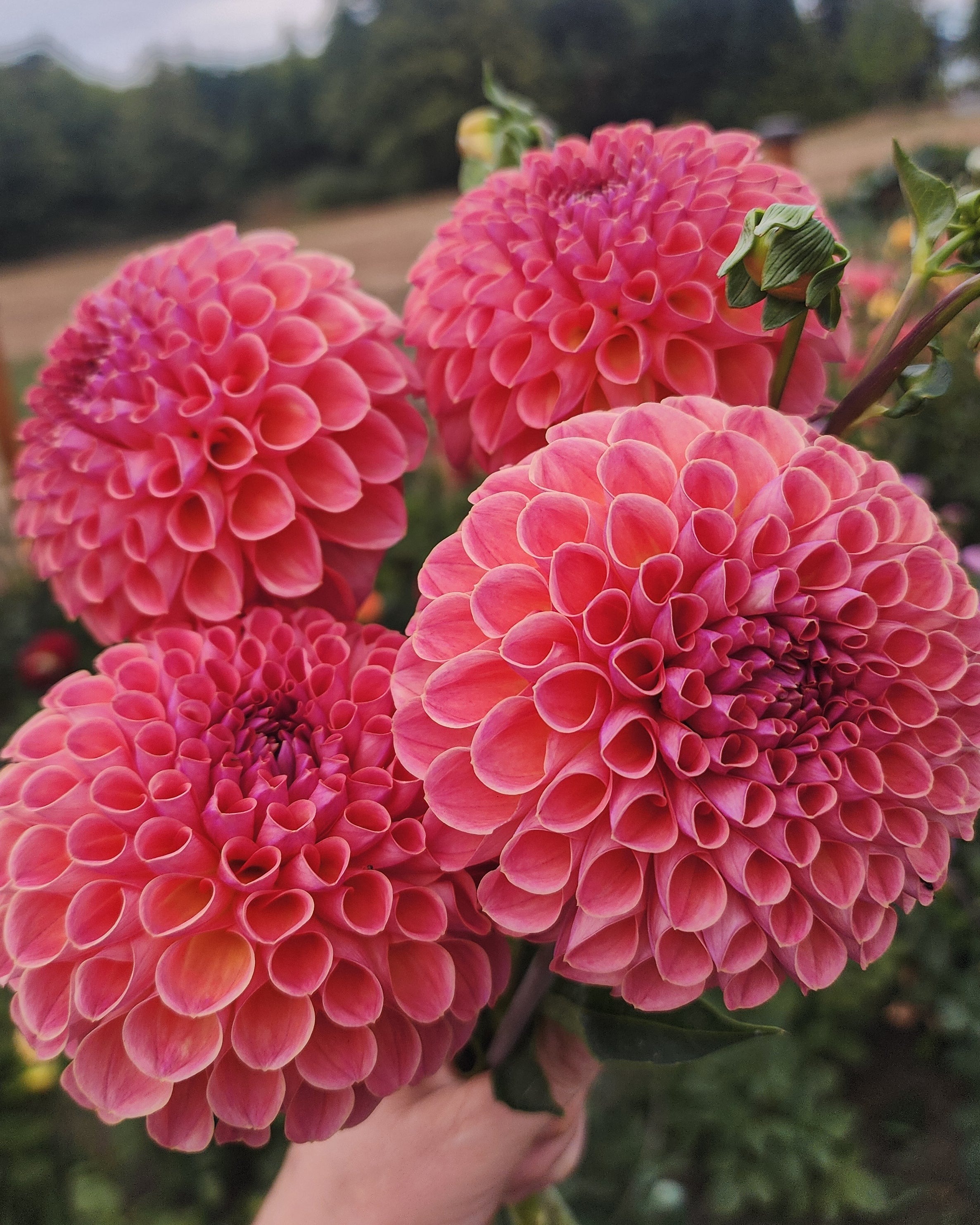 Jowey Winnie Dahlia Tuber