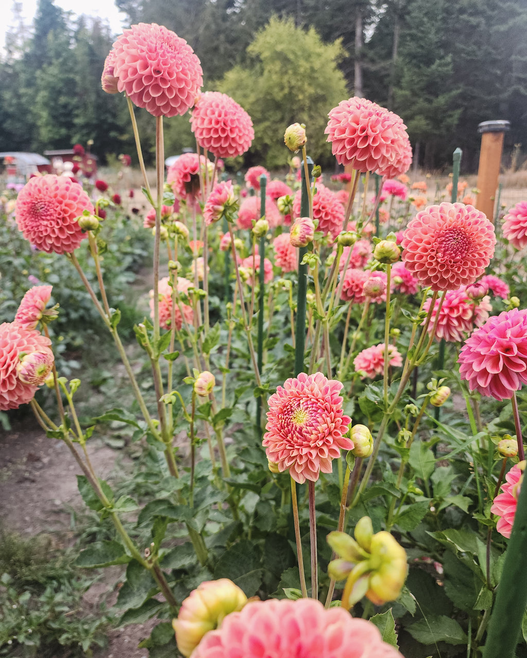 Snoho Doris Dahlia Tuber