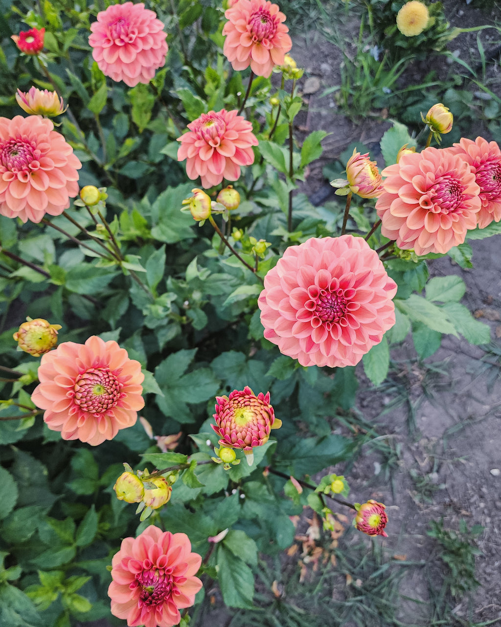 Ice Tea Dahlia Tuber