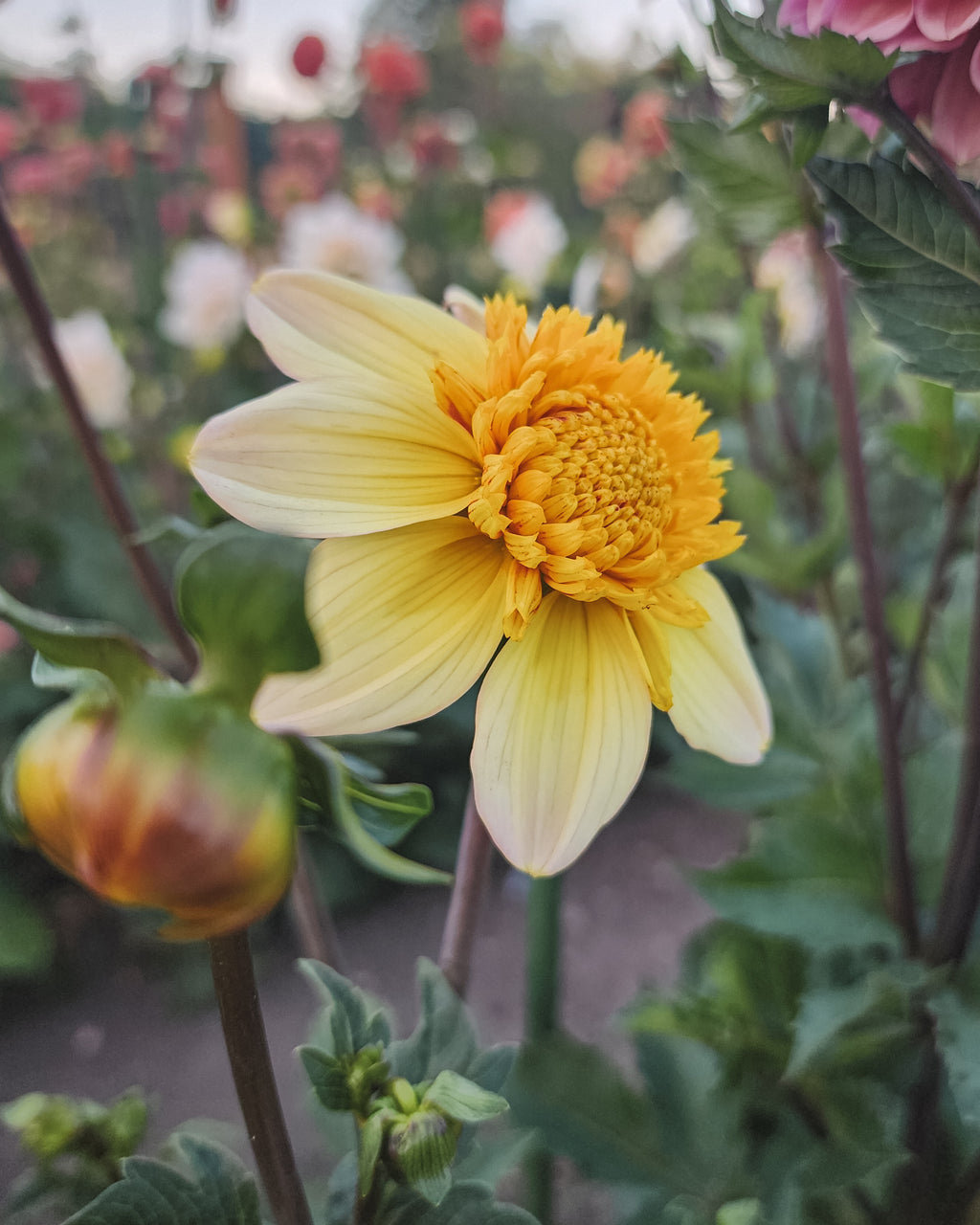 Bloomquist Golden Dahlia Tuber