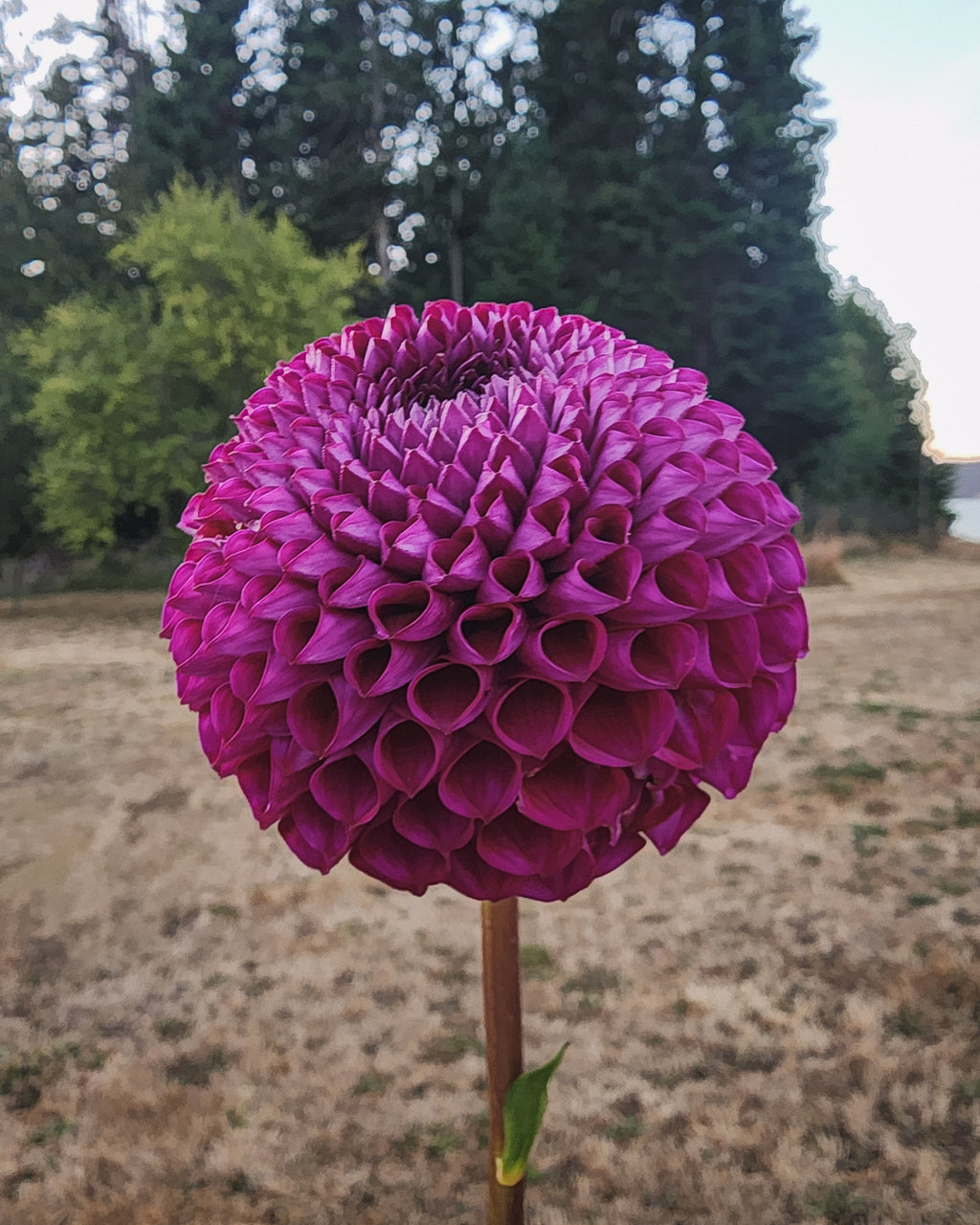 Chimacum Del Blomma Dahlia Tuber