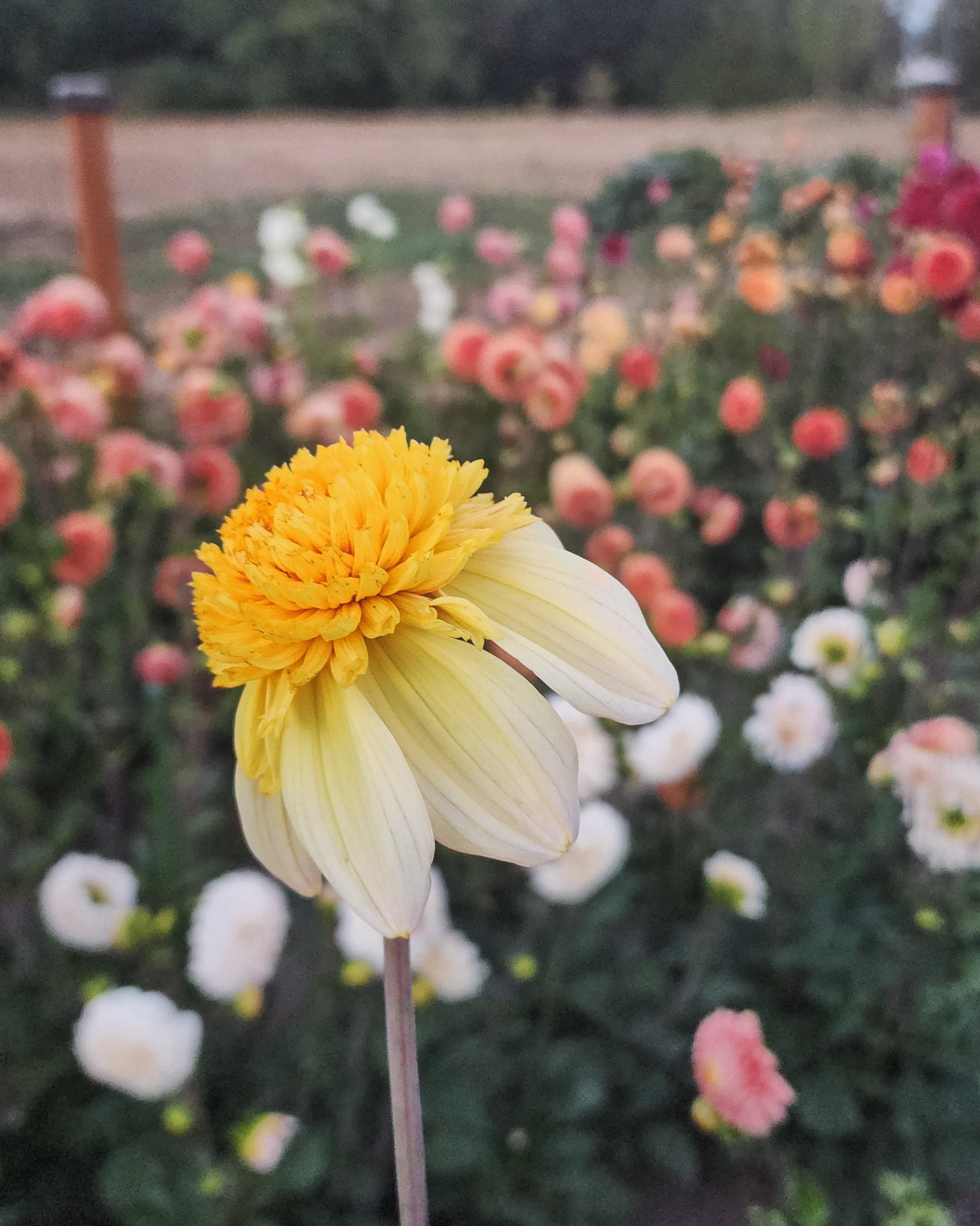 Bloomquist Golden Dahlia Tuber
