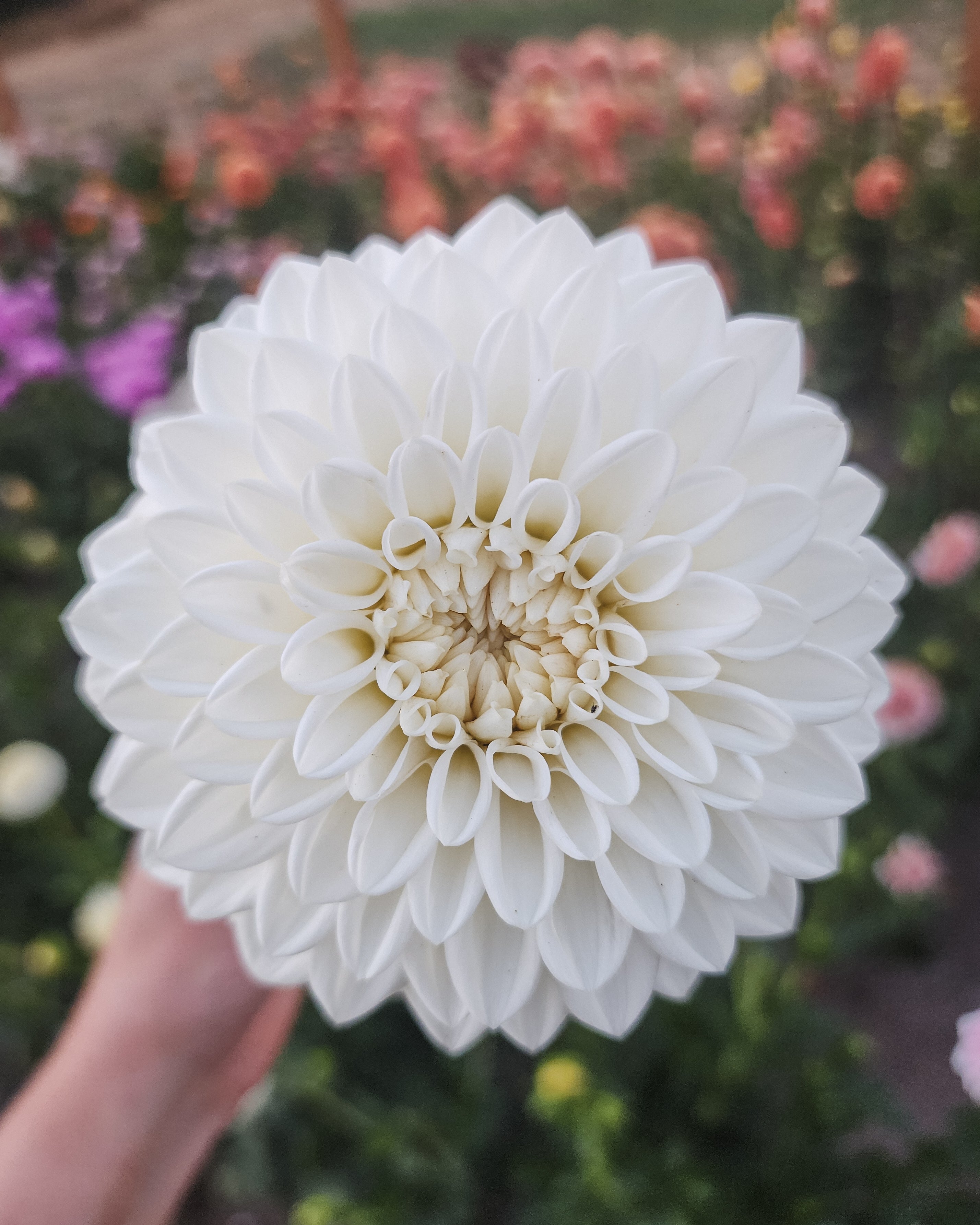 Boom Boom White Dahlia Tuber