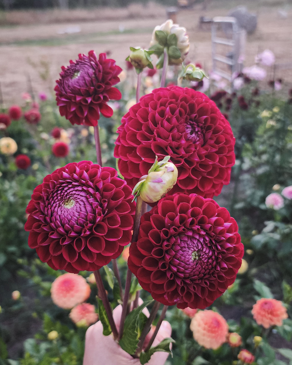 Chimacum Troy Dahlia Tuber