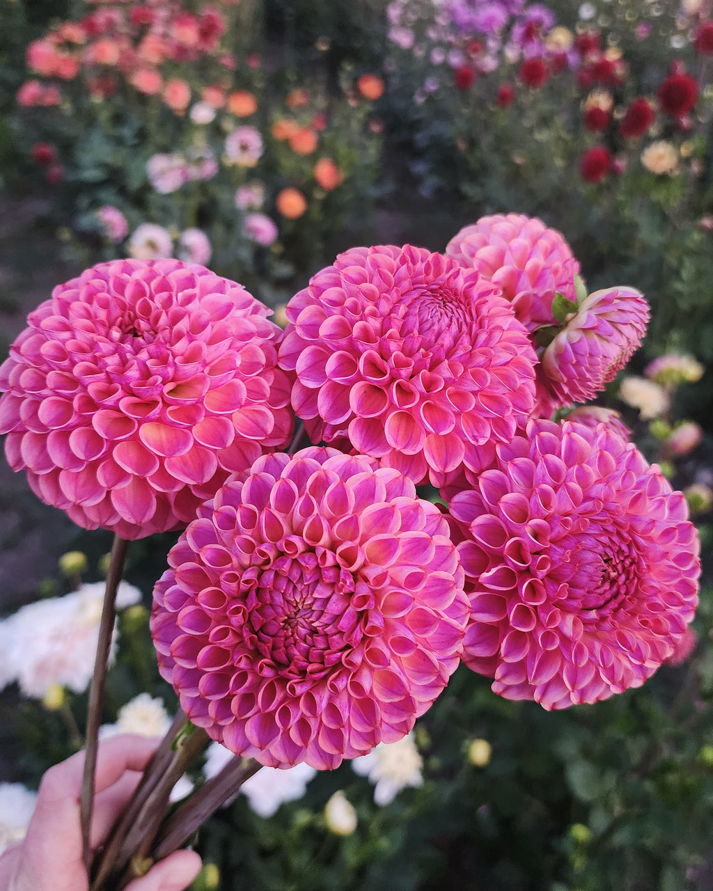 Caitlin's Joy Dahlia Tuber