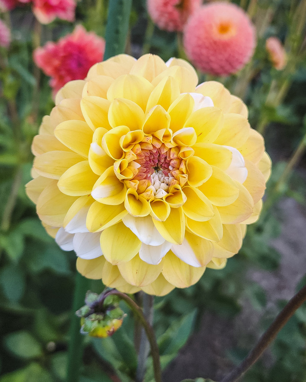 Double Jill Dahlia Tuber