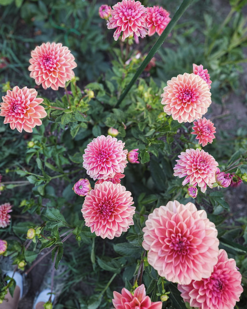 Tempest Dahlia Tuber