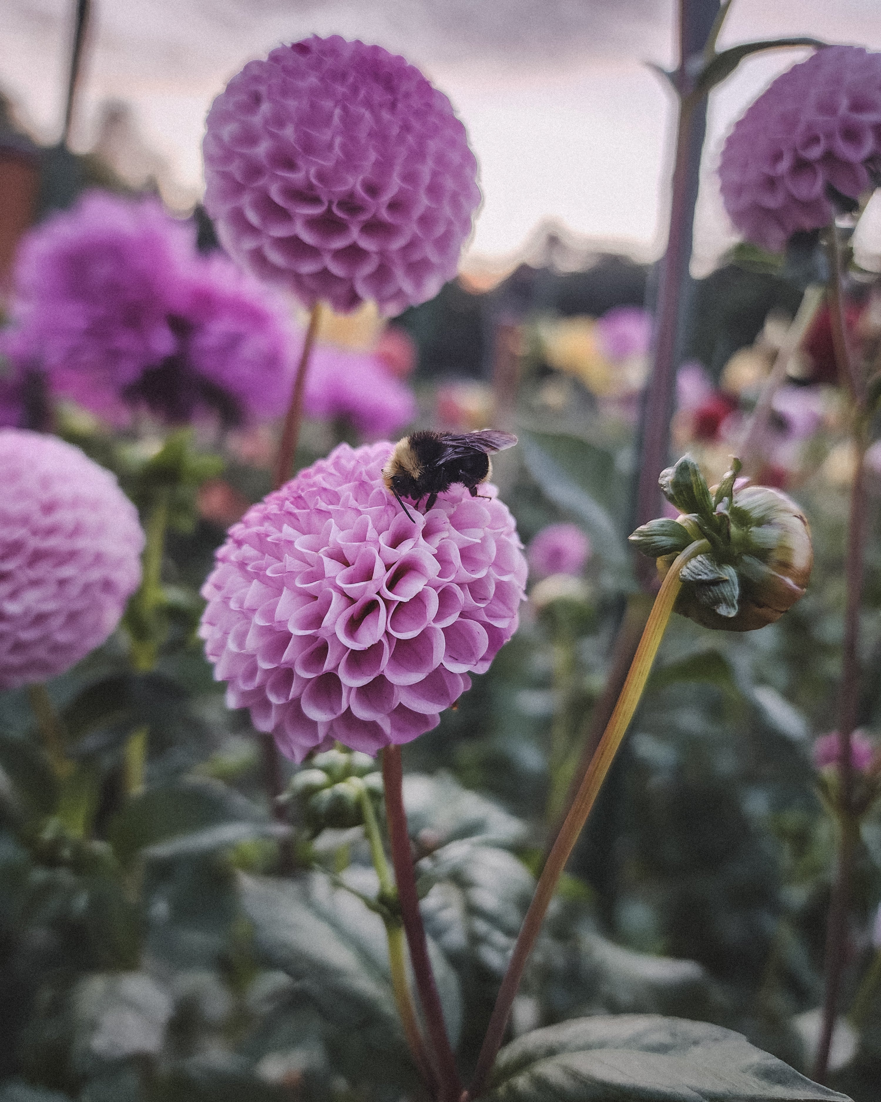Frank Holmes Dahlia Tuber