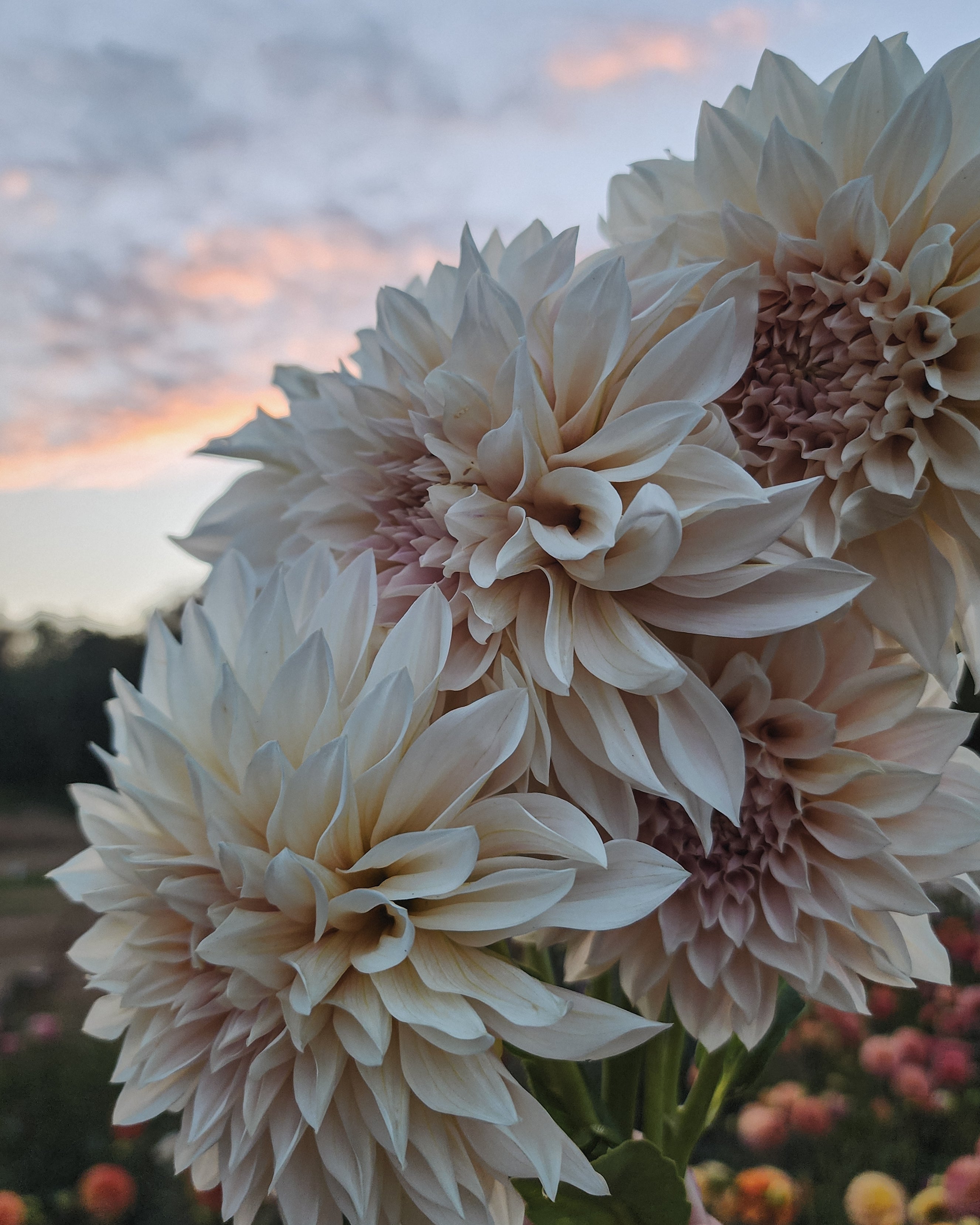 Café au Lait Dahlia Tuber