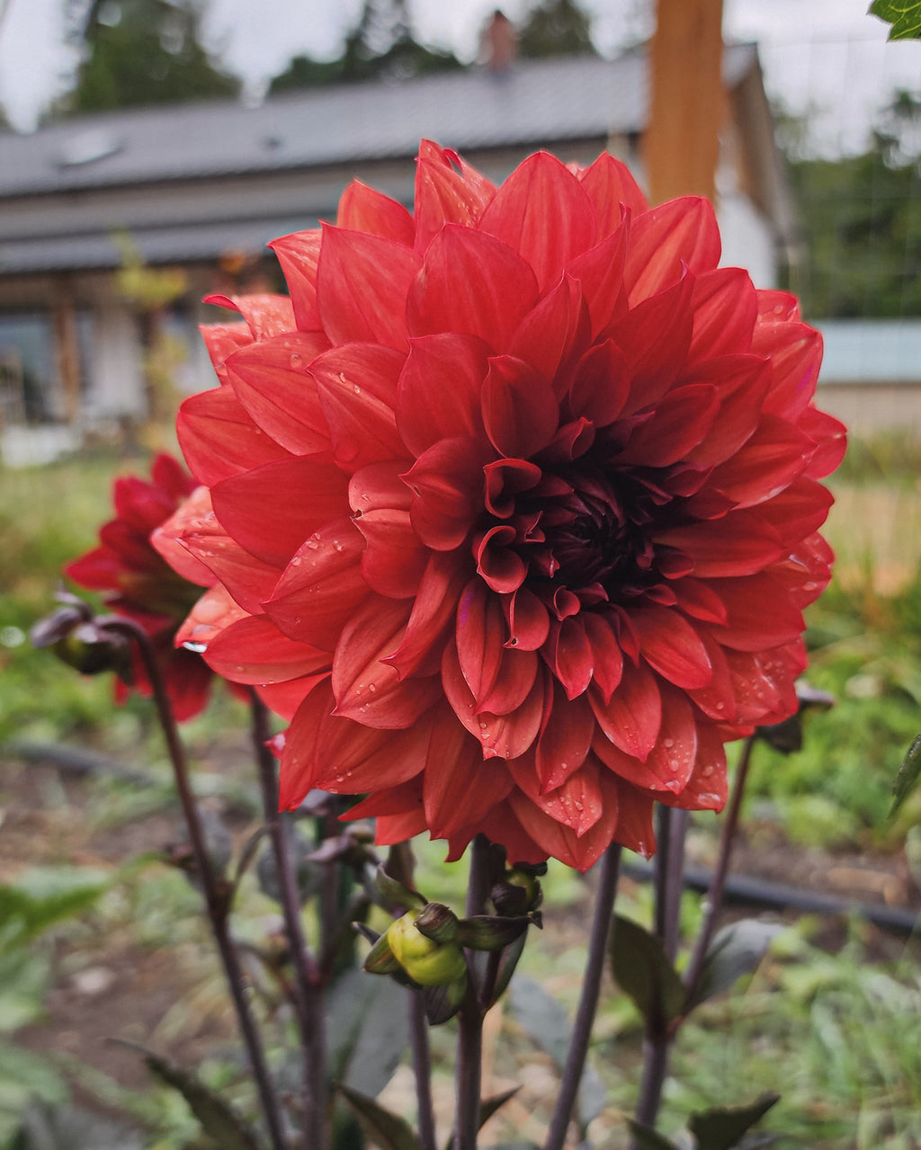Danique Dahlia Tuber