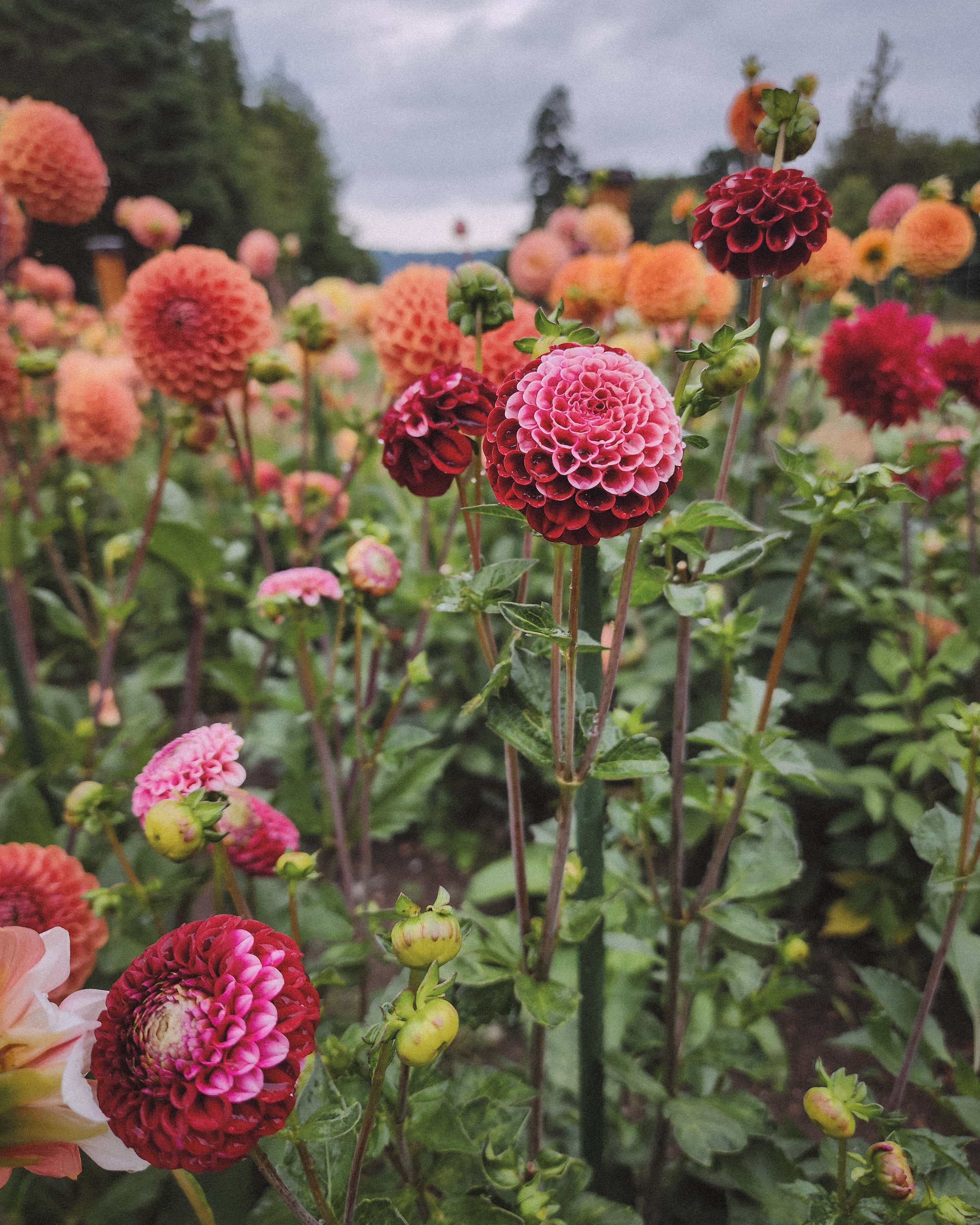 Chick A Dee Dahlia Tuber