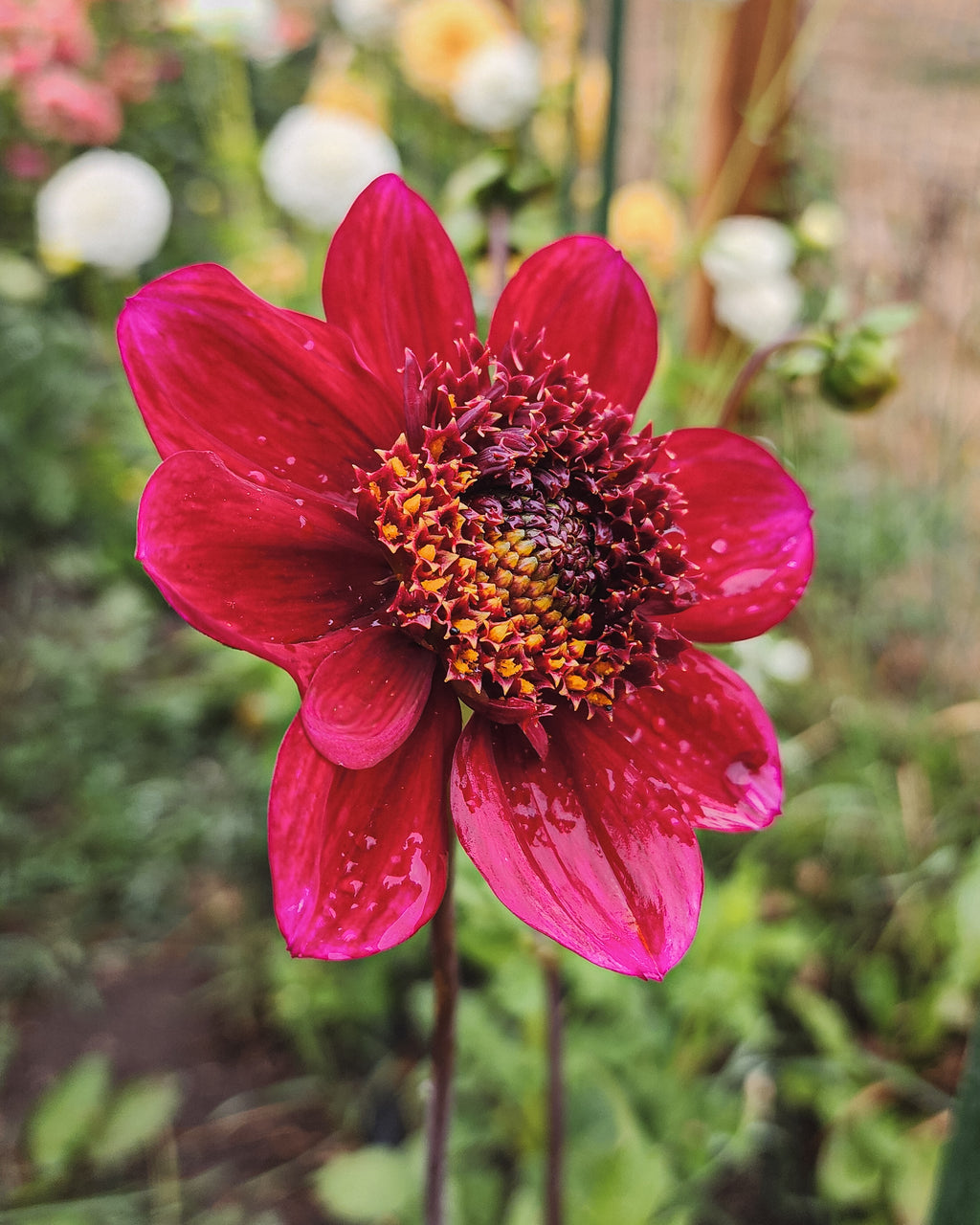 Rock Star Dahlia Tuber