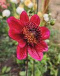 Rock Star Dahlia Tuber