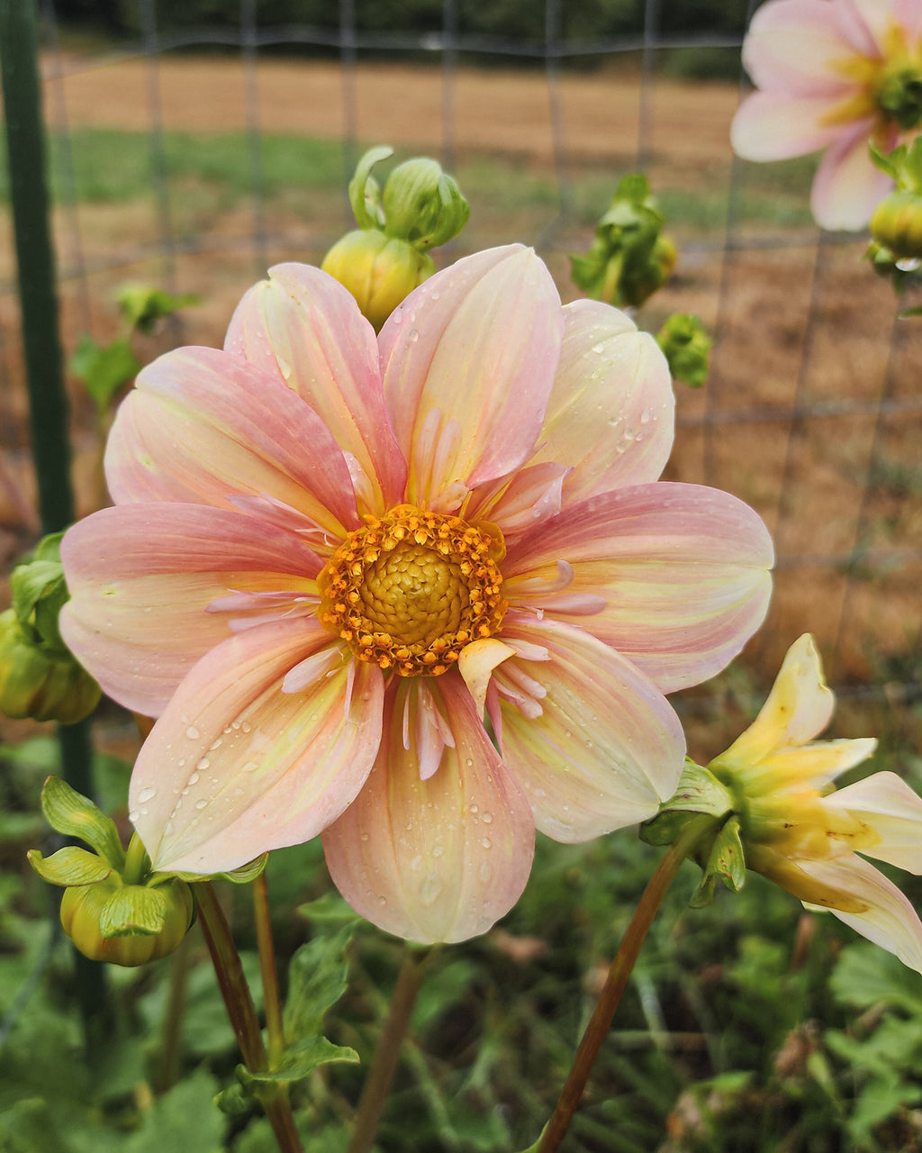 Appleblossom Dahlia Tuber