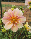 Appleblossom Dahlia Tuber