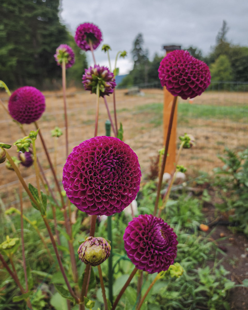 Chimacum Del Blomma Dahlia Tuber