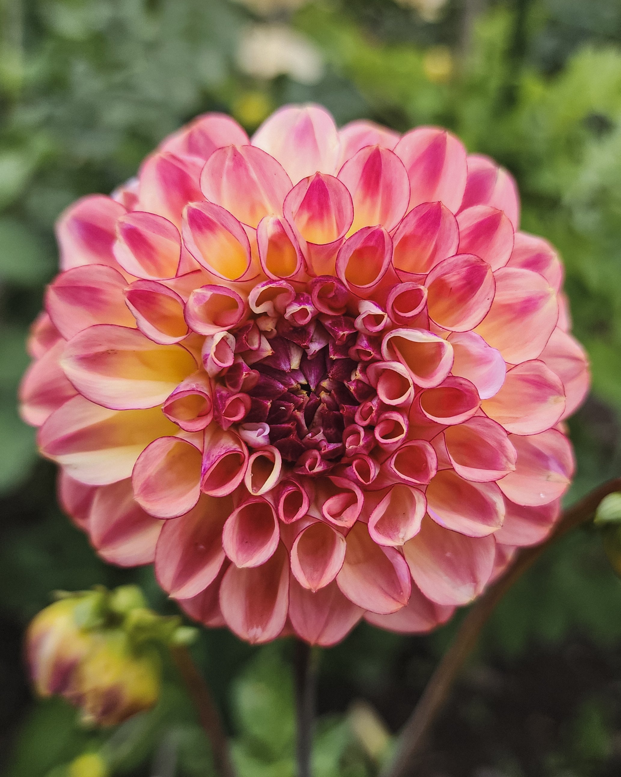 Ferncliff Thunder Dahlia Tuber