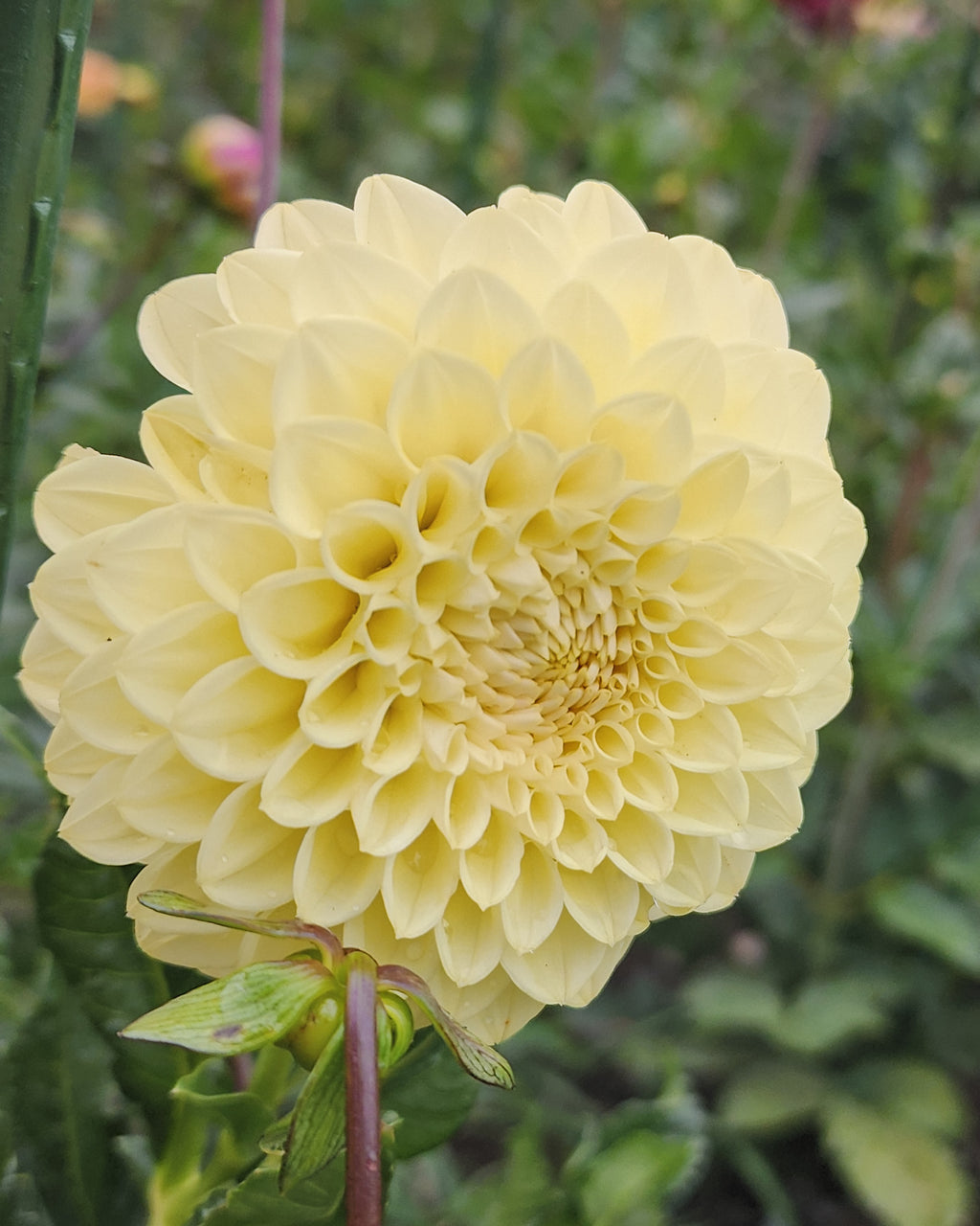 Winholme Diane Dahlia Tuber