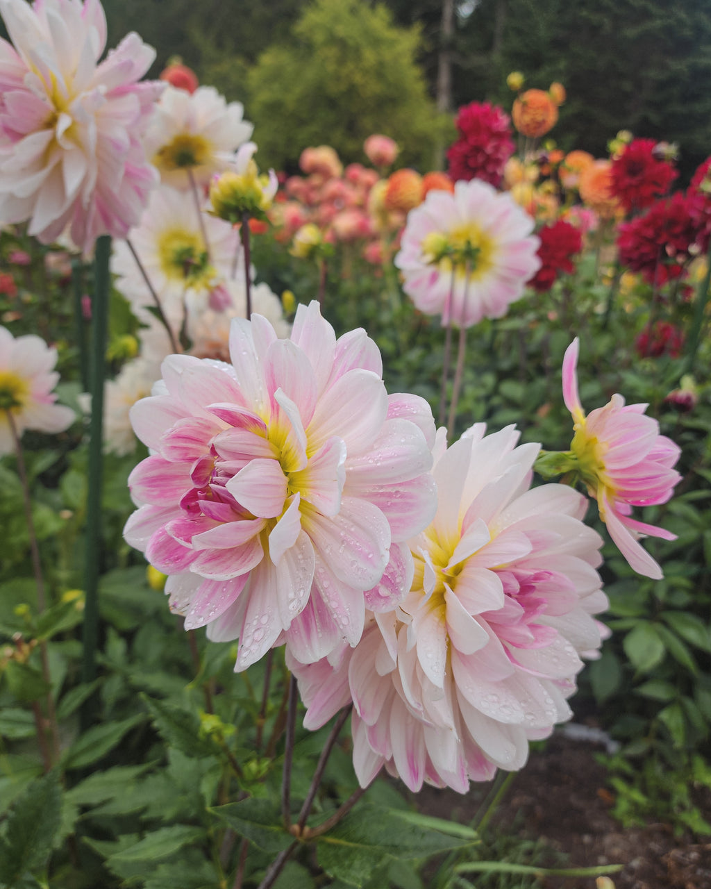 Kelgai Ann Dahlia Tuber