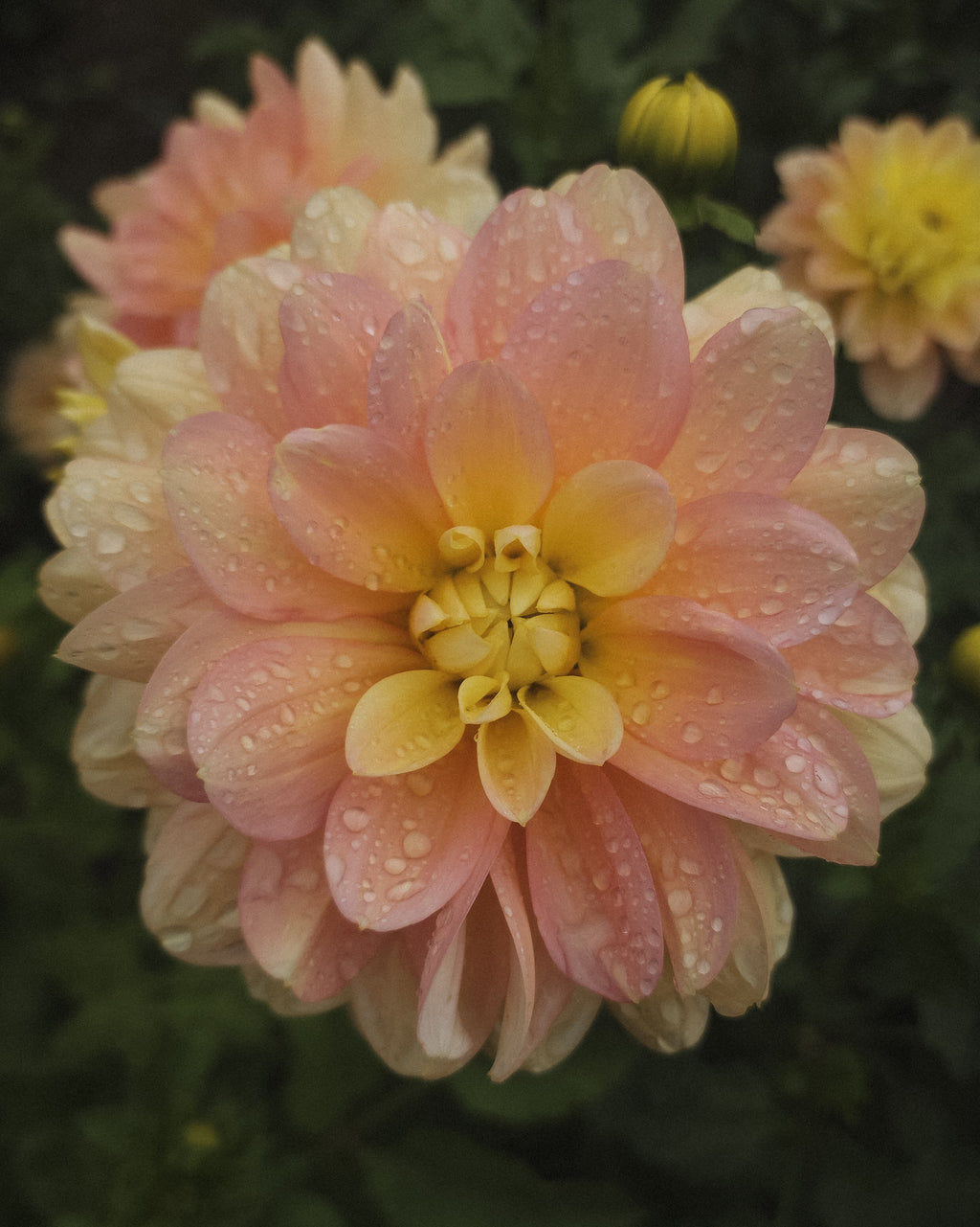 Day Dreamer Dahlia Tuber