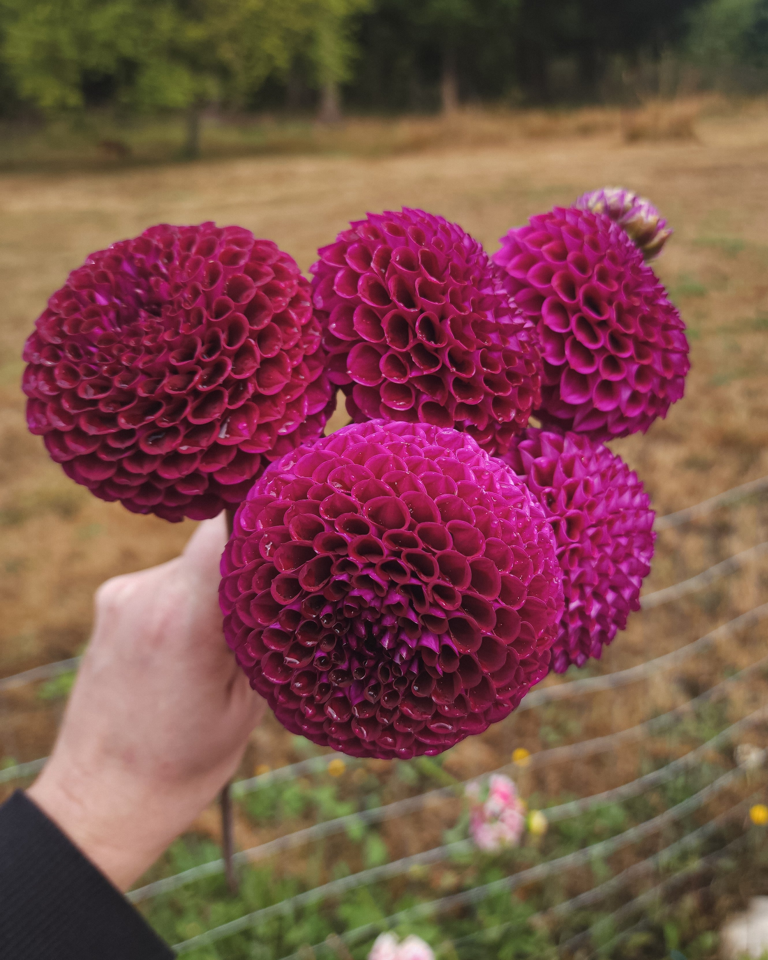 Chimacum Del Blomma Dahlia Tuber