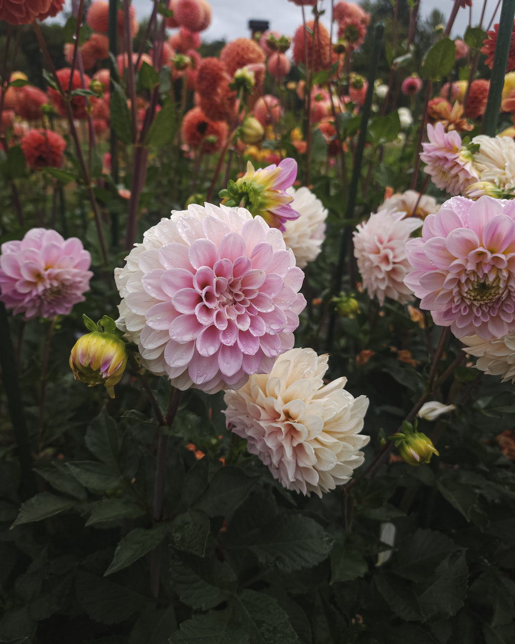 Sweet Nathalie Dahlia Tuber