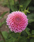 Betty Anne Dahlia Tuber