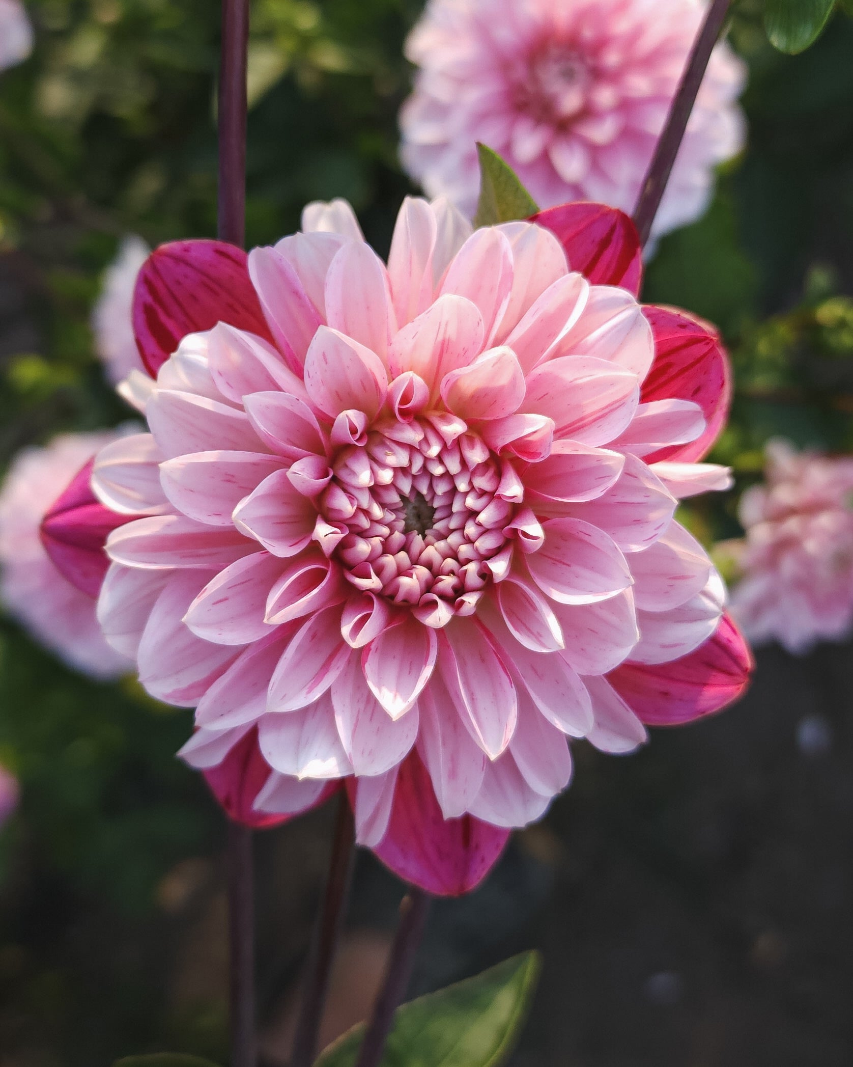 Strawberry Cream Dahlia Tuber