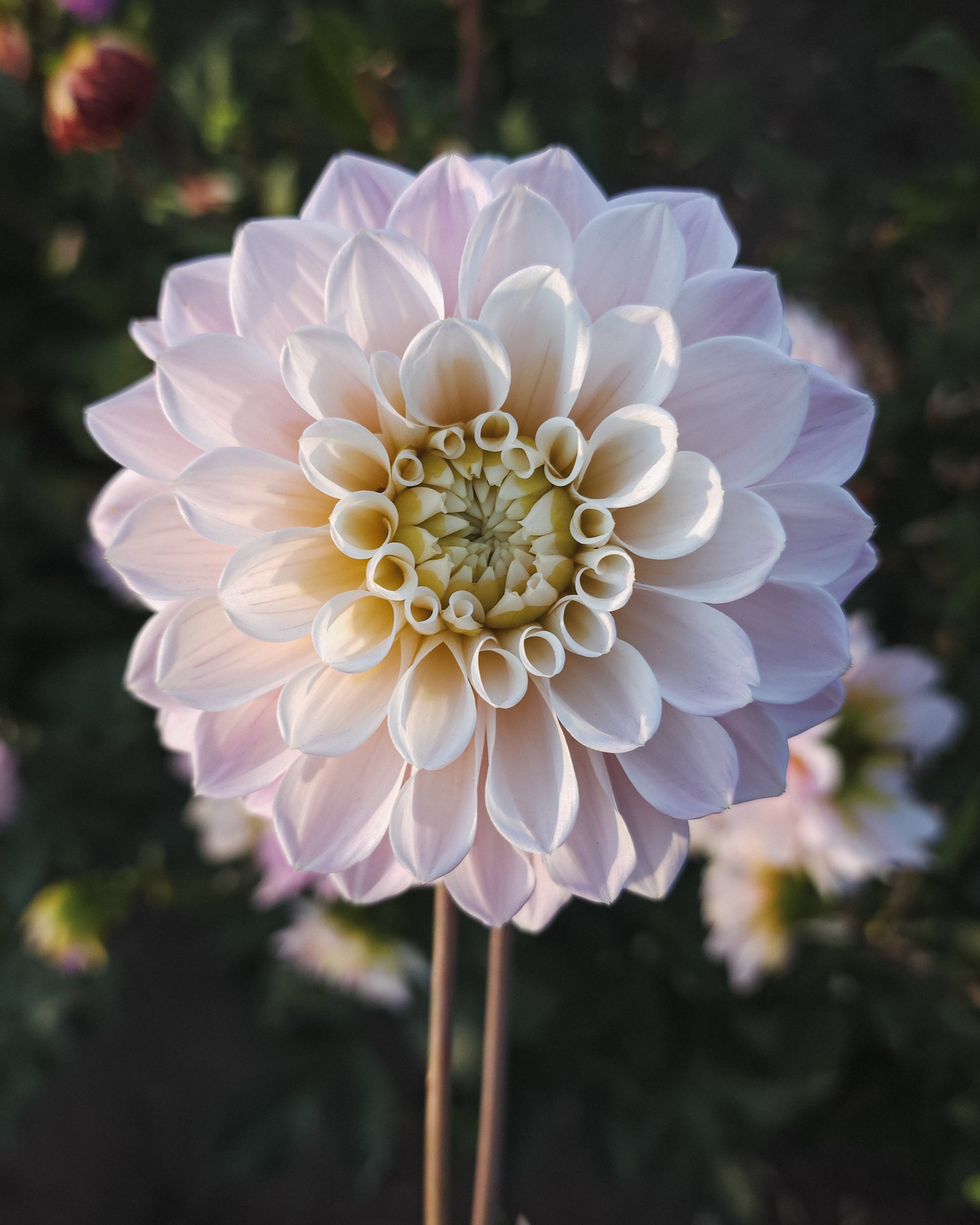 Sweet Nathalie Dahlia Tuber